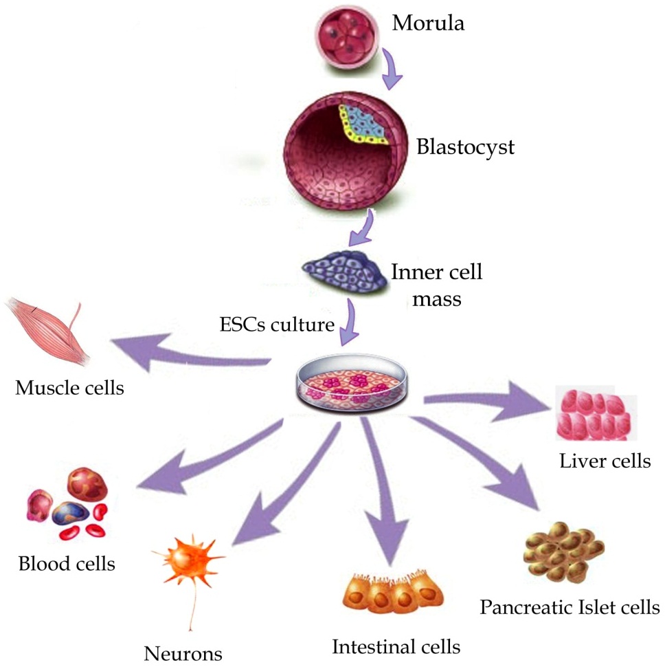 Research – Semrau lab | Quantitative Single-Cell Biology