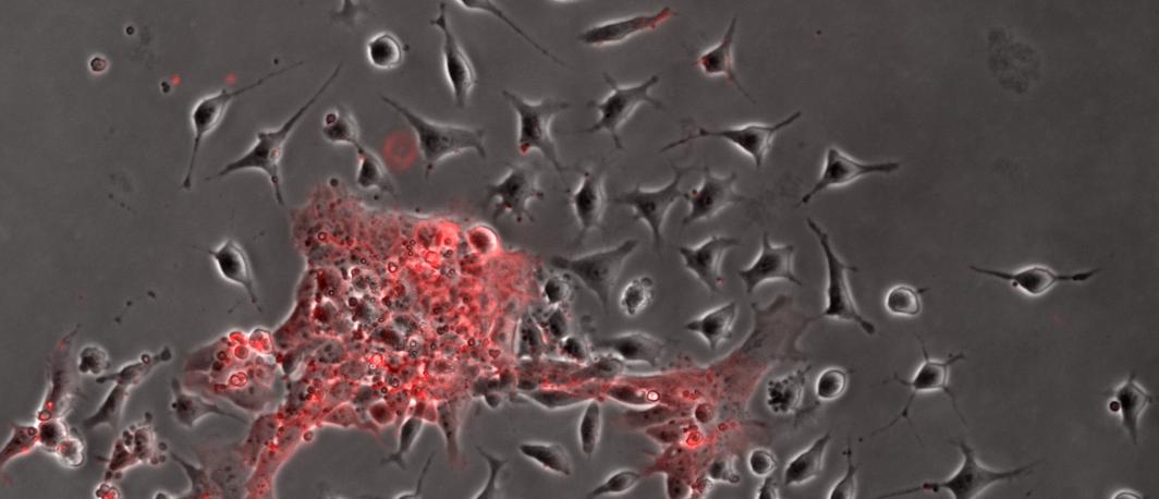 Dynamics of lineage commitment revealed by single-cell transcriptomics of differentiating embryonic stem cells