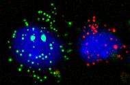 smFISH_single_cells_example
