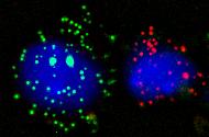 smFISH_single_cells_example