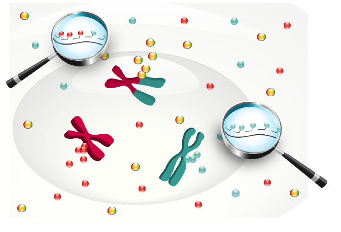 FuseFISH: robust detection of transcribed gene fusions in single cells